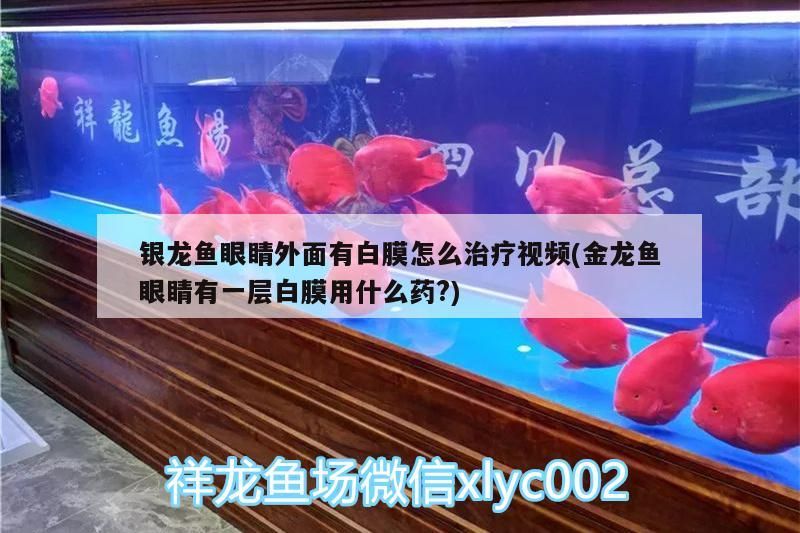 銀龍魚眼睛外面有白膜怎么治療視頻(金龍魚眼睛有一層白膜用什么藥?)