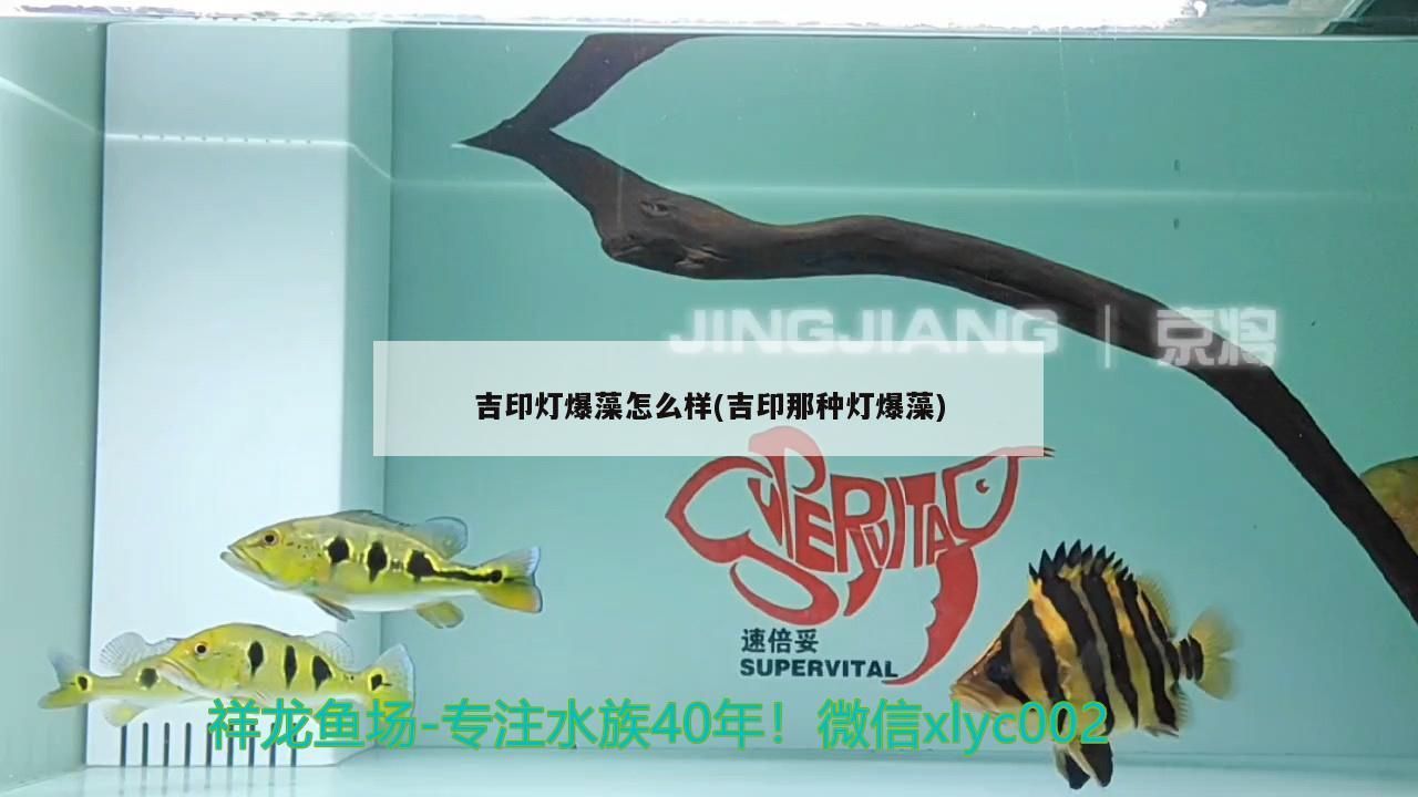 吉印燈爆藻怎么樣(吉印那種燈爆藻)