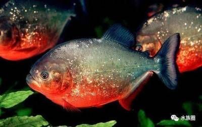 魟魚的尾刺有毒嗎？：魟魚的尾刺是有毒的嗎？
