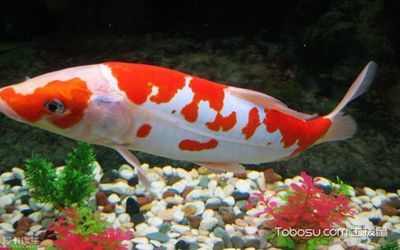 魚身上有白霜能自愈嗎？解析病因、治療與預(yù)防措施