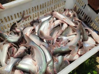 巴沙魚批發（巴沙魚批發的種類和特點）