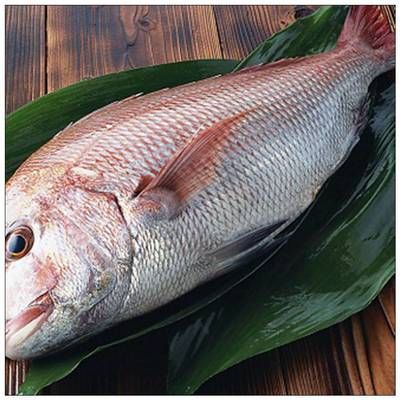 巴沙魚批發（巴沙魚批發的種類和特點）