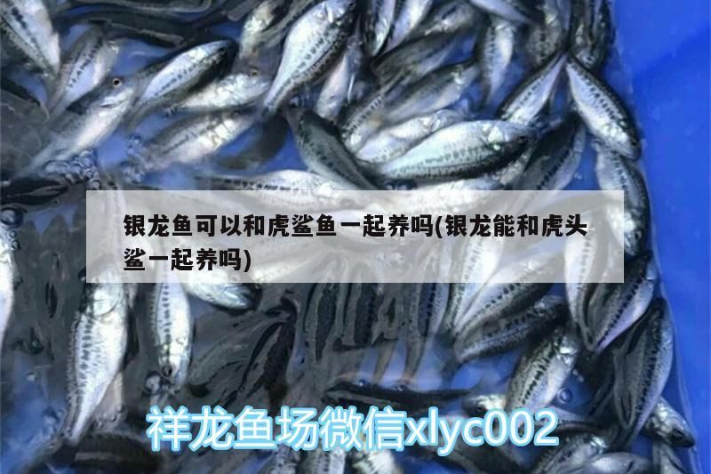 銀龍魚可以和虎鯊魚一起養嗎(銀龍能和虎頭鯊一起養嗎) 銀龍魚可以和虎鯊魚一起養嗎(銀龍能和虎頭鯊一起養嗎) 銀龍魚百科