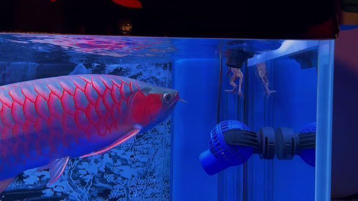 龍魚撞缸的原因預兆是什么vs祥龍魚場：龍魚撞缸主要原因及其預兆