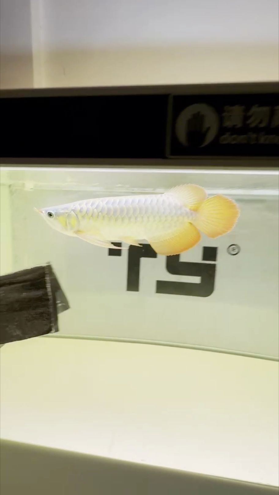 40公分左右 40公分左右 龍魚論壇 第1張