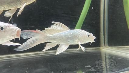 蝴蝶鯉魚尾巴有紅血絲怎么治（蝴蝶鯉魚尾巴出現(xiàn)紅血絲可能由水質(zhì)不良、細(xì)菌感染、寄生蟲等因素引起）