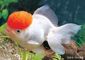 蝴蝶鯉魚尾巴有紅血絲怎么治（蝴蝶鯉魚尾巴出現(xiàn)紅血絲可能由水質(zhì)不良、細(xì)菌感染、寄生蟲等因素引起）