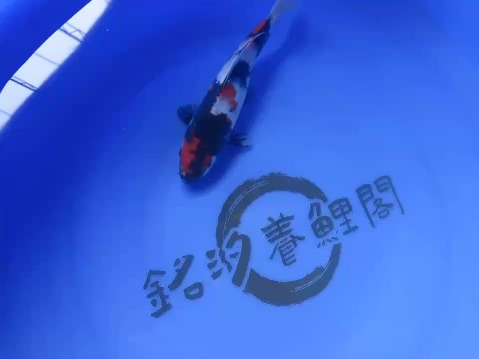 面割昭和