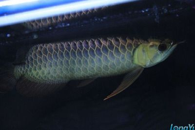 藍色過背金龍魚好養嗎圖片欣賞