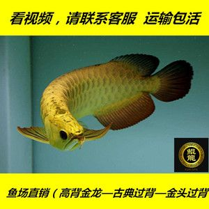 藍色過背金龍魚好養嗎圖片欣賞