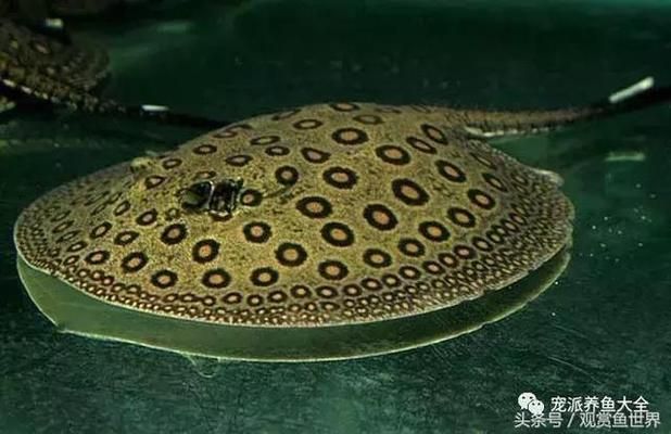 魚身龍頭是什么神獸？探秘中國古代神話中的龍魚與鰲魚 魚身龍頭是什么神獸？探秘中國古代神話中的龍魚與鰲魚 龍魚百科 第3張