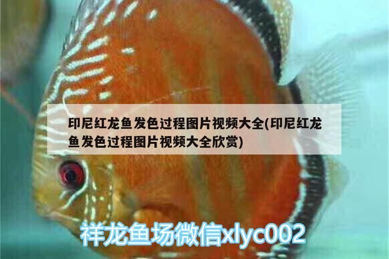 印尼紅龍魚發色過程圖片視頻大全(印尼紅龍魚發色過程圖片視頻大全欣賞)
