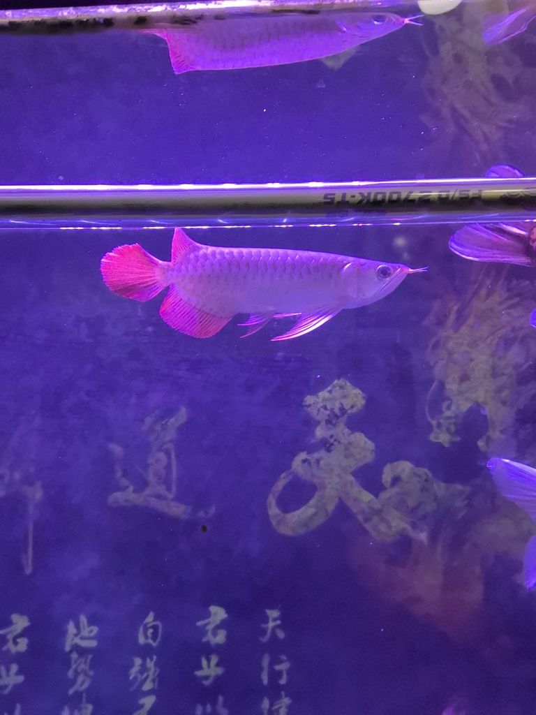 魚缸過濾器選購指南:自制魚缸過濾器魚缸上置過濾器對于養魚愛好者的必備知識 紅龍生活歷程 龍魚論壇 紅龍生活歷程 紅龍生活歷程 龍魚論壇