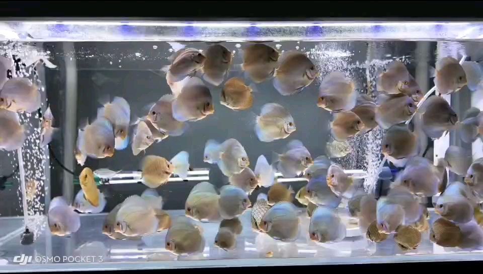 水族批發市場在哪里，拉薩水族批發市場 水族批發市場在哪里，拉薩水族批發市場 觀賞魚百科 第1張