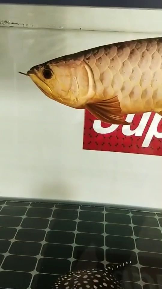 赤峰定做魚缸電話地址查詢（赤峰魚缸廠家批發）