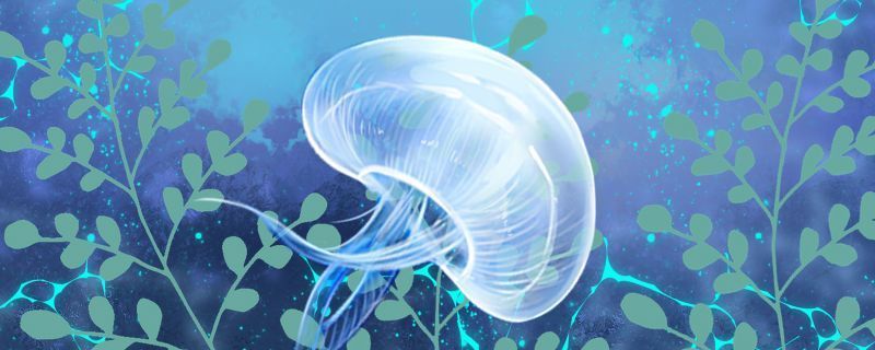 怎么看金龍魚血統好壞啊：探尋金龍魚血統好壞的奧秘