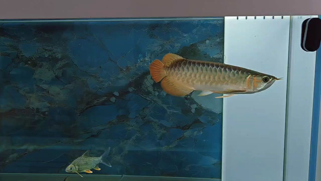 飼料 到家兩個月 龍魚論壇 到家兩個月 到家兩個月 龍魚論壇