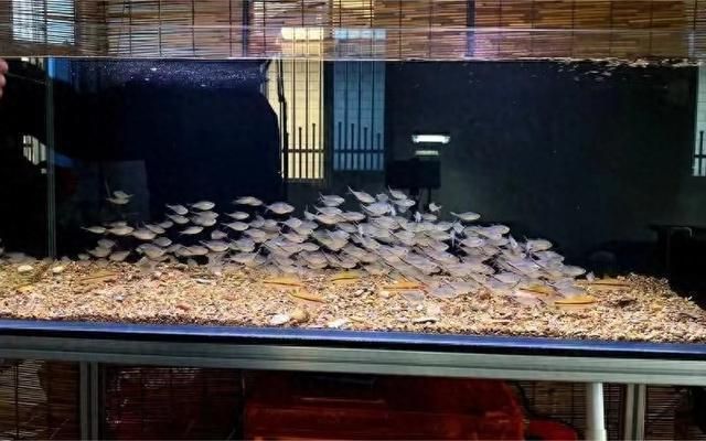 光特億加熱棒哪款好用（光特億加熱棒哪款好用一點） 光特億加熱棒哪款好用（光特億加熱棒哪款好用一點） 光特億