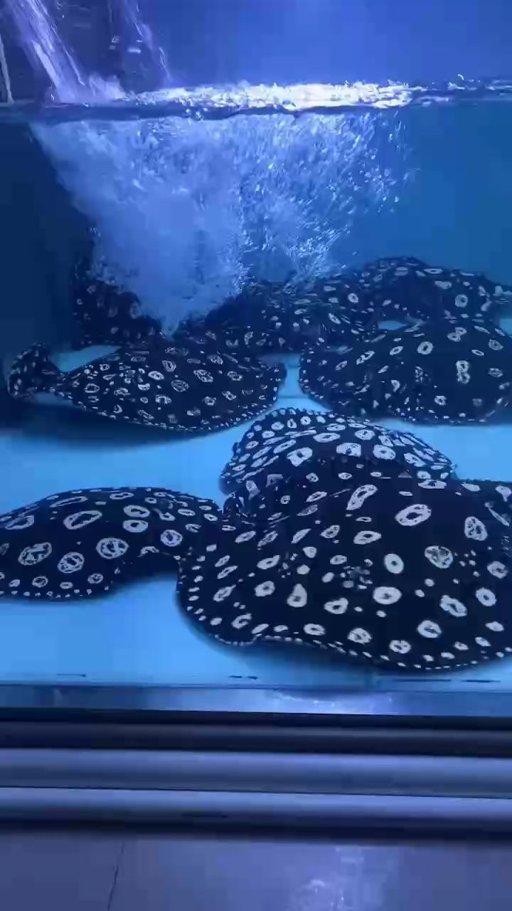周末大清潔 周末大清潔 龍魚論壇