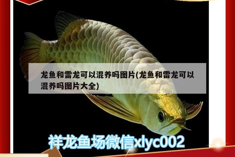 龍魚和雷龍可以混養嗎圖片(龍魚和雷龍可以混養嗎圖片大全)