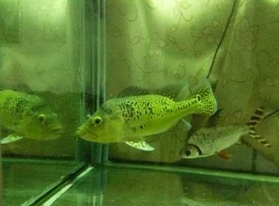 怎么鑒別龍魚品質真假圖片：探秘龍魚品質鑒別，真假之間，慧眼識珠