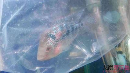 魚盆放在家里什么位置好？風水與實用指南 魚盆放在家里什么位置好？風水與實用指南 龍魚百科 第3張