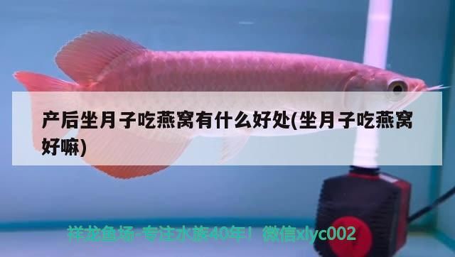 飼料 大慶觀賞魚價格查詢表最新( 大慶市觀賞魚市場) 新加坡三巴旺 大慶觀賞魚價格查詢表最新( 大慶市觀賞魚市場) 大慶觀賞魚價格查詢表最新( 大慶市觀賞魚市場) 新加坡三巴旺