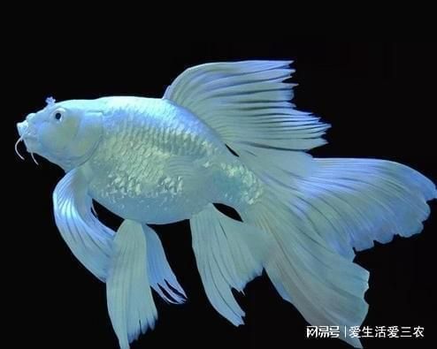 50公分蝴蝶鯉多少錢（50公分蝴蝶鯉價(jià)格） 50公分蝴蝶鯉多少錢（50公分蝴蝶鯉價(jià)格） 蝴蝶鯉百科 第2張