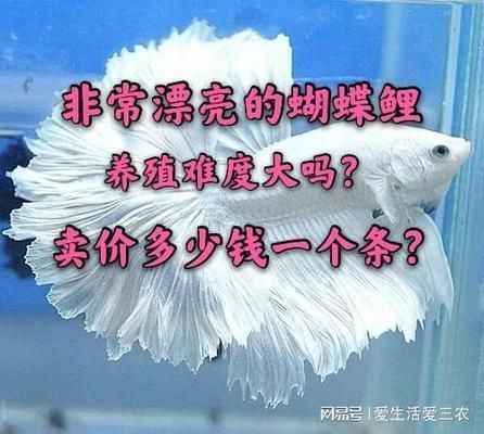 50公分蝴蝶鯉多少錢（50公分蝴蝶鯉價(jià)格） 50公分蝴蝶鯉多少錢（50公分蝴蝶鯉價(jià)格） 蝴蝶鯉百科 第1張