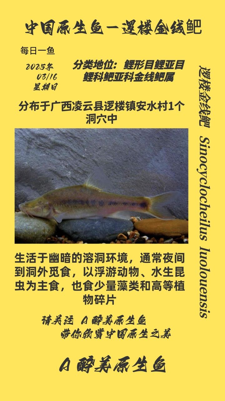 邏樓金線鲃