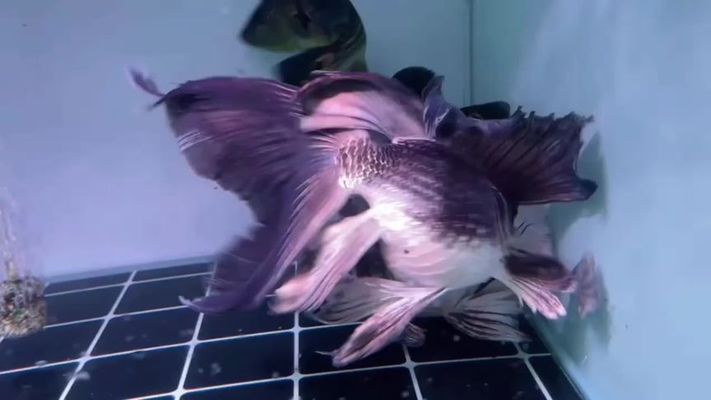 蝴蝶鯉魚(yú)卵圖片（關(guān)于蝴蝶鯉魚(yú)卵的圖片信息綜合搜索結(jié)果和實(shí)際養(yǎng)殖經(jīng)驗(yàn)）