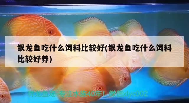 高清魚排圖片，視覺盛宴與美食藝術的完美結合 高清魚排圖片，視覺盛宴與美食藝術的完美結合 龍魚百科 第3張