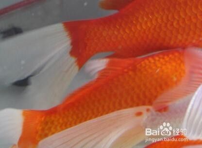 廣州龍魚之家（廣州龍魚之家水族館）