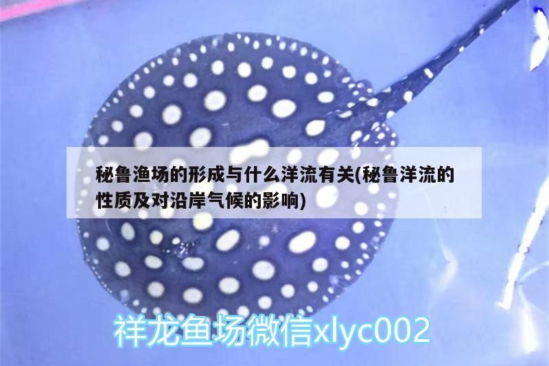 秘魯漁場的形成與什么洋流有關(秘魯洋流的性質及對沿岸氣候的影響) 秘魯漁場的形成與什么洋流有關(秘魯洋流的性質及對沿岸氣候的影響) 金龍魚百科