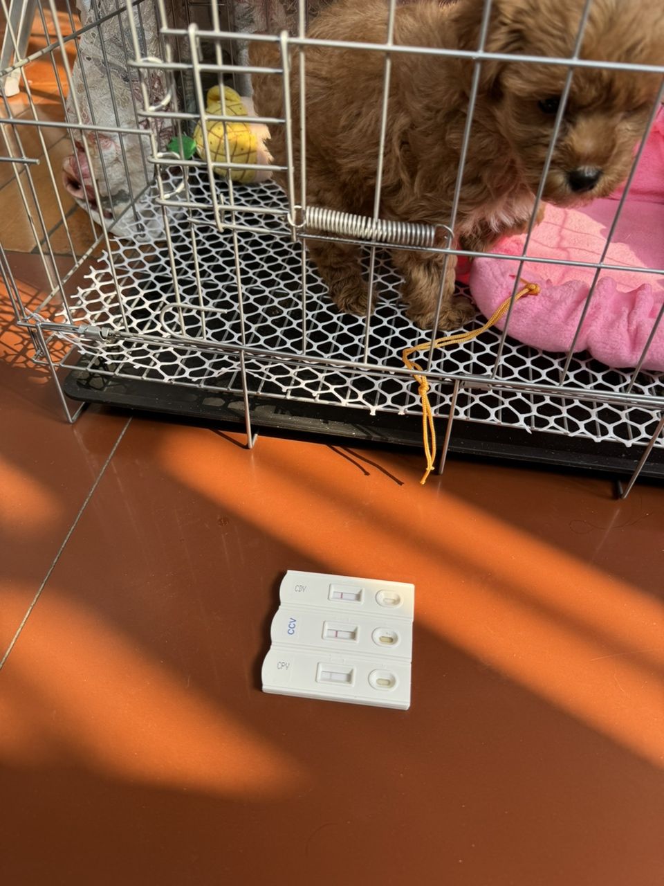 犬瘟細(xì)小冠狀都正常