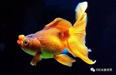 淡水觀賞魚排行榜前十名有哪些品牌（淡水觀賞魚的起源與進化）