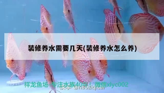 魚(yú)趴在魚(yú)缸底不動(dòng)怎么辦？原因分析與解決方法 魚(yú)趴在魚(yú)缸底不動(dòng)怎么辦？原因分析與解決方法 龍魚(yú)百科 第2張