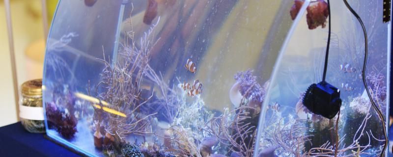 龍魚體色發白vs祥龍魚場：祥龍魚場口碑評價如何挑選健康龍魚 龍魚體色發白vs祥龍魚場：祥龍魚場口碑評價如何挑選健康龍魚 vs祥龍魚場 第4張