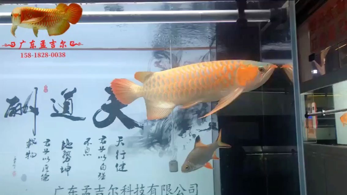 孟吉爾紅龍出發(fā)珠三角 孟吉爾紅龍出發(fā)珠三角 廣州孟吉爾