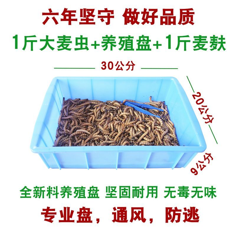 如何調整喂食量以滿足小火龍蠑螈的需求，小火龍蠑螈喂食量以適應季節變化 如何調整喂食量以滿足小火龍蠑螈的需求，小火龍蠑螈喂食量以適應季節變化 龍魚百科 第1張