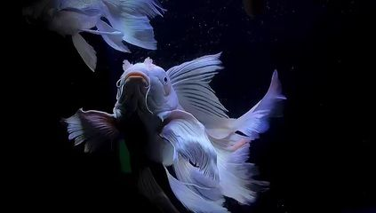 為啥一開氧氣蝴蝶鯉就在趴缸（氧氣泵故障如何判斷） 為啥一開氧氣蝴蝶鯉就在趴缸（氧氣泵故障如何判斷） 蝴蝶鯉百科 第2張