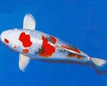詳細(xì)閱讀:魚(yú)能隨便送人嗎?觀賞魚(yú)贈(zèng)送的文化寓意與注意事項(xiàng) 魚(yú)能隨便送人嗎?觀賞魚(yú)贈(zèng)送的文化寓意與注意事項(xiàng)