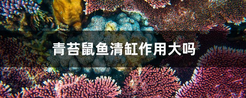 青苔鼠魚清缸作用大嗎 青苔鼠魚清缸作用大嗎 iwish愛唯希品牌魚缸