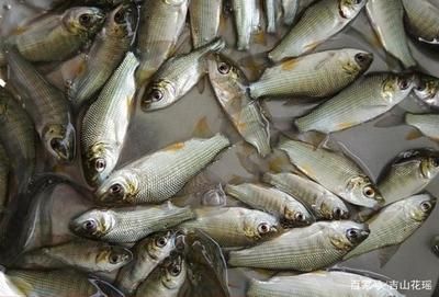 魚能不能送一條魚給別人？從文化寓意到實際考量的深度探討