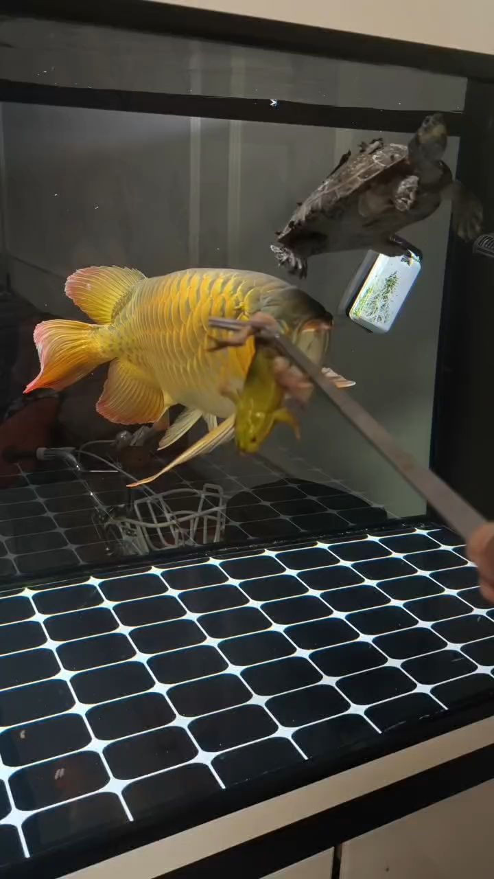 來了！喂魚