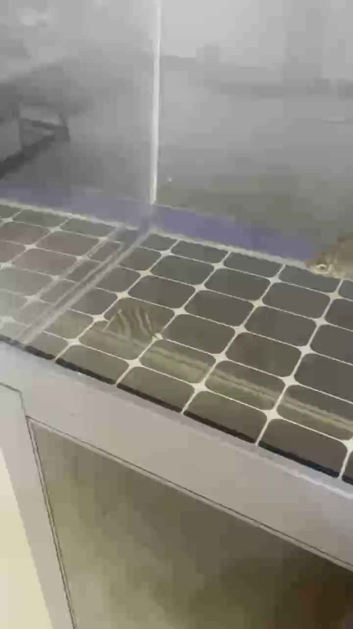 小虎魚