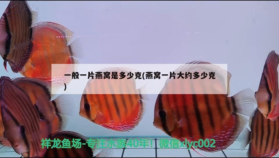 魚缸過濾器怎樣制作的視頻（ 魚缸過濾器簡易制作教程）