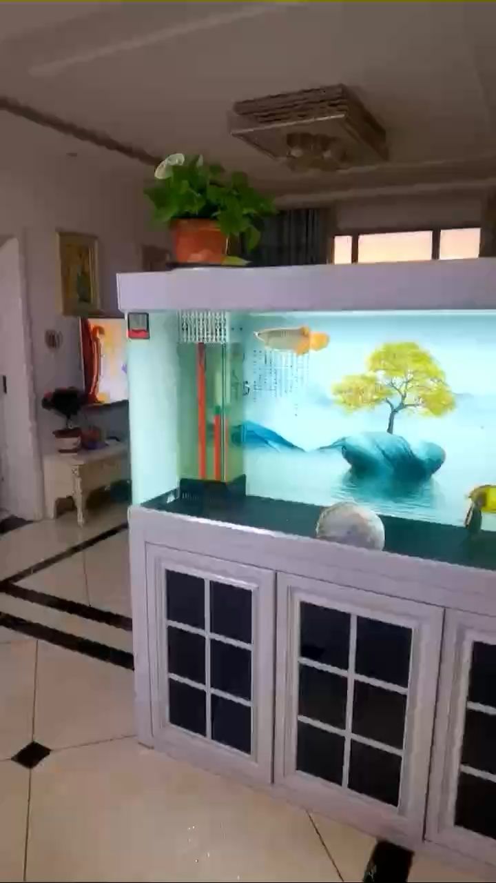 如何鑒別真假金龍魚？ 如何鑒別真假金龍魚？ 龍魚百科 第1張