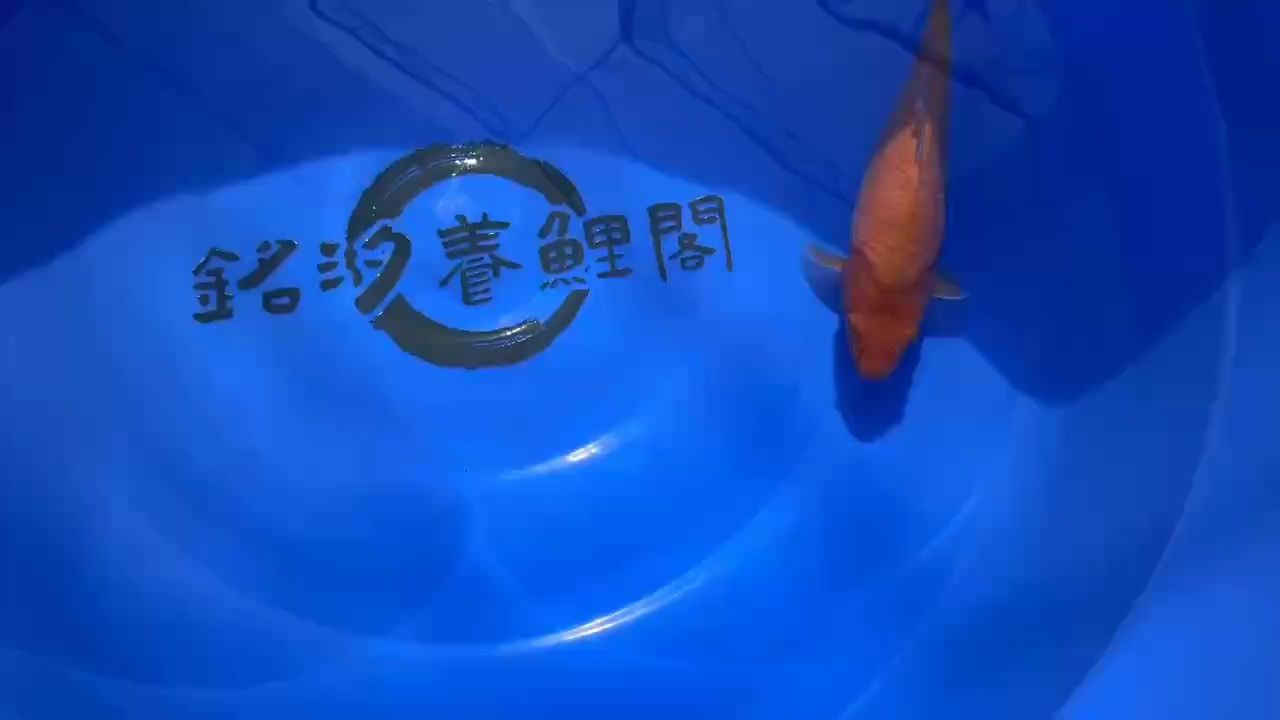 紅介子