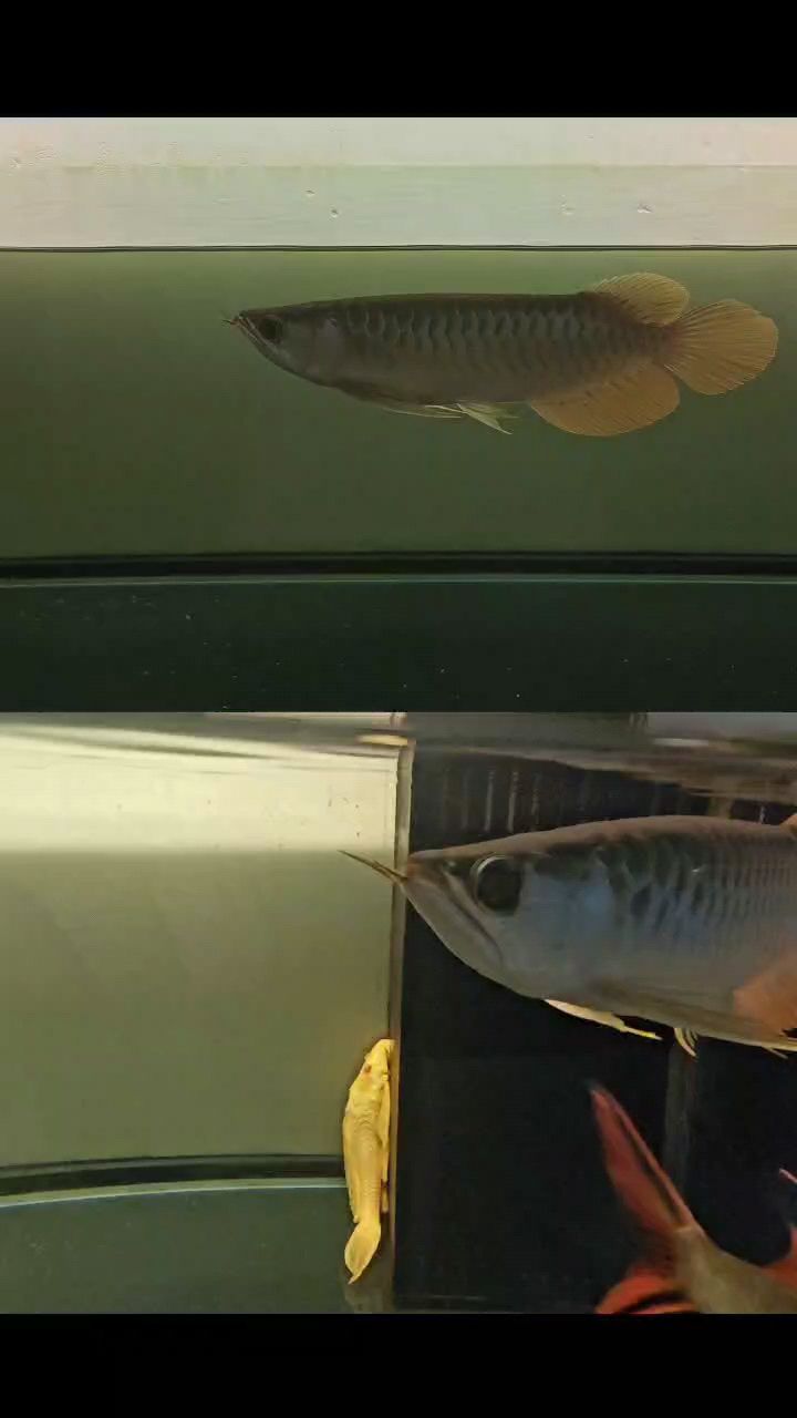 小辣椒